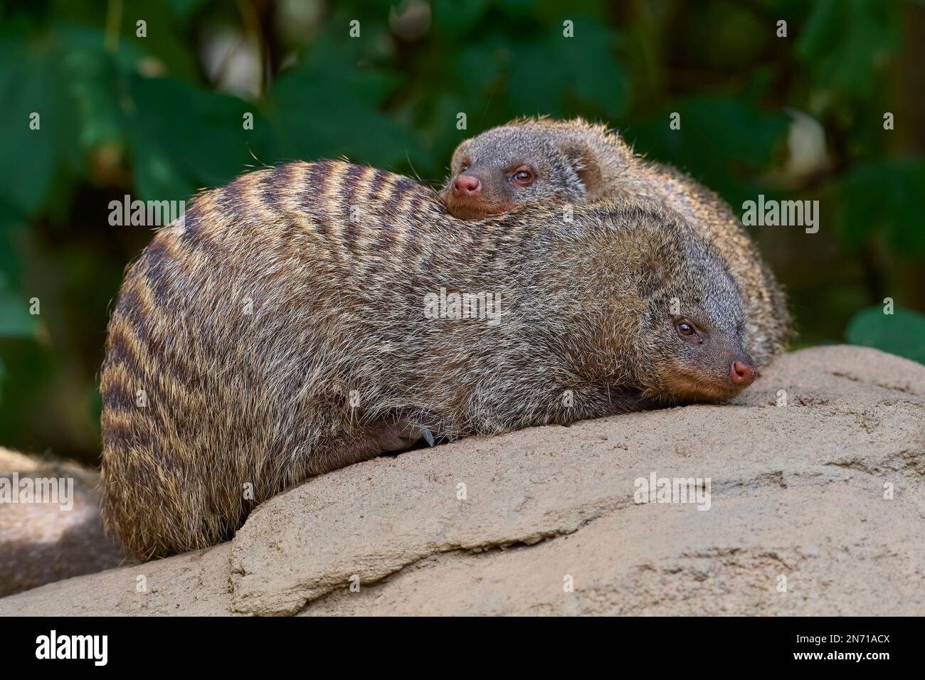 Mongoses nains (Helogale parvula), deux animaux Banque D'Images