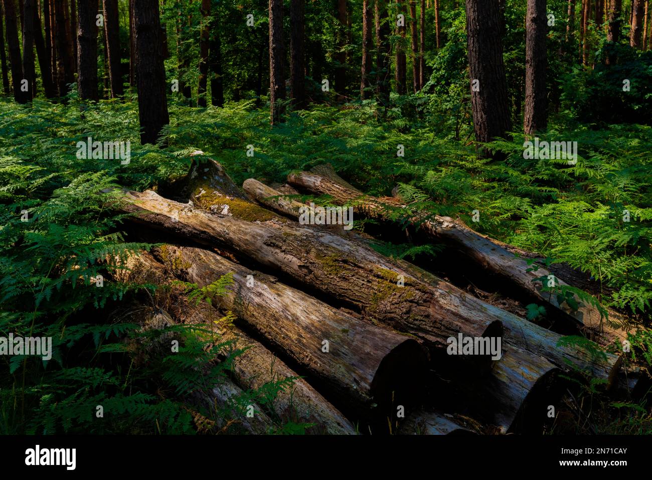 Les vieux troncs d'arbres se trouvent dans une forêt, toute la forêt est surcultivée avec de la fougère Banque D'Images