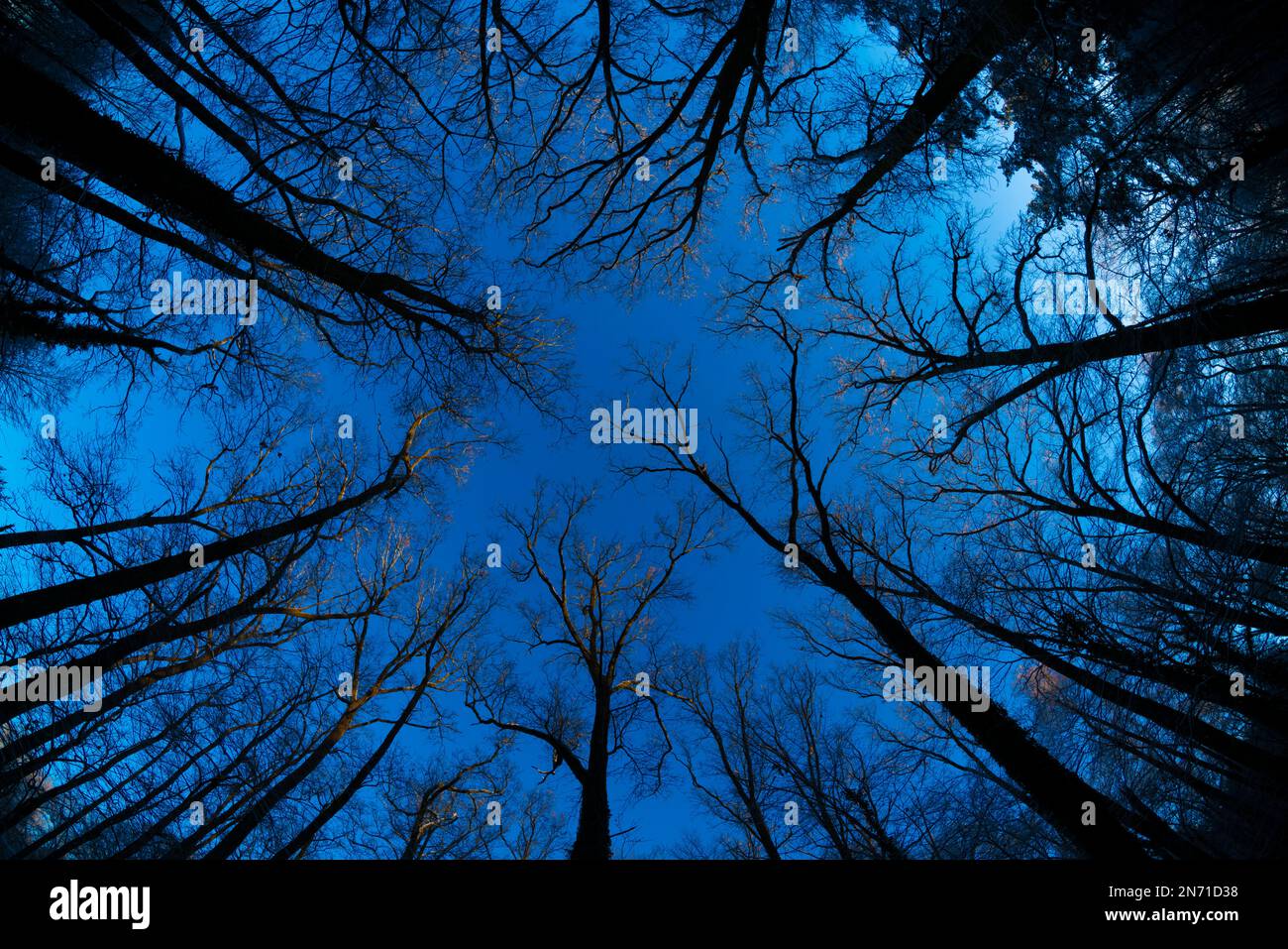 Arbres dans une forêt à feuilles caduques en hiver, ciel bleu vif, photographié avec une lentille fisheye Banque D'Images