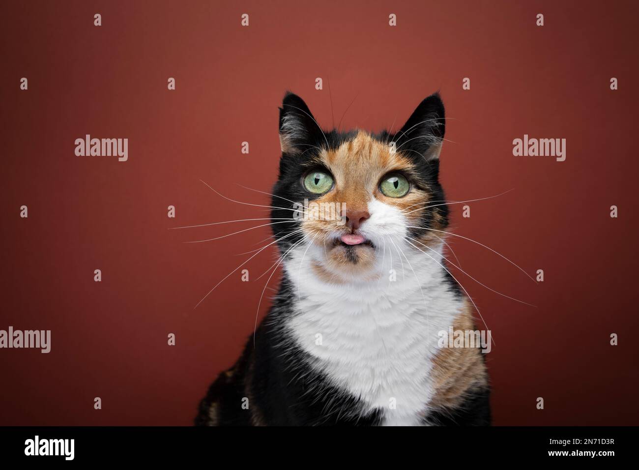 Grosse Calico Cat qui colle à la langue, ce qui rend le visage amusant. Portrait de studio sur fond rouge avec espace de copie Banque D'Images