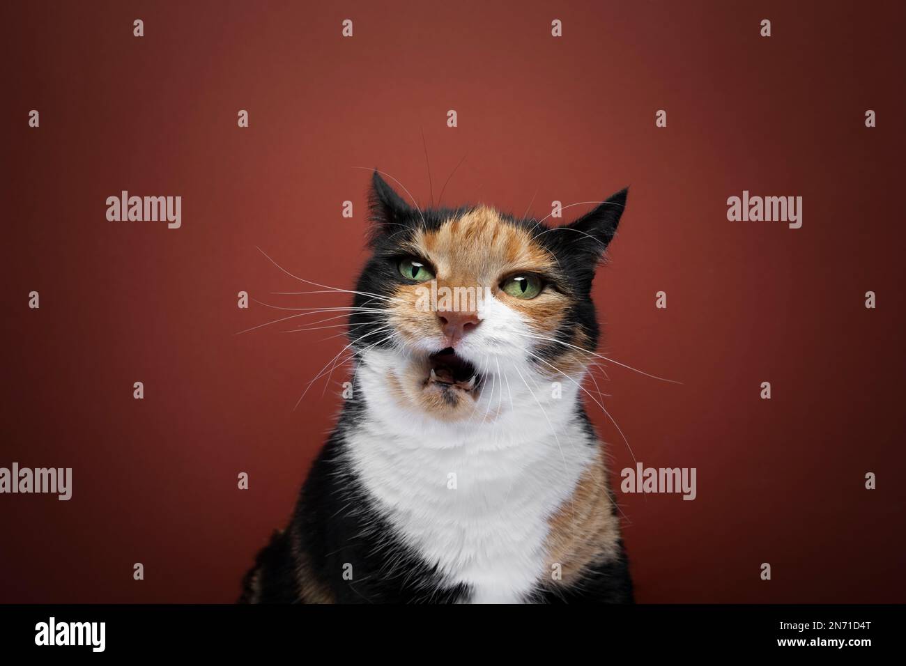 calico en colère chat avec bouche ouverte mewing regardant l'appareil photo sur fond rouge avec l'espace de copie. Un chat affamé en surpoids veut de la nourriture. Banque D'Images