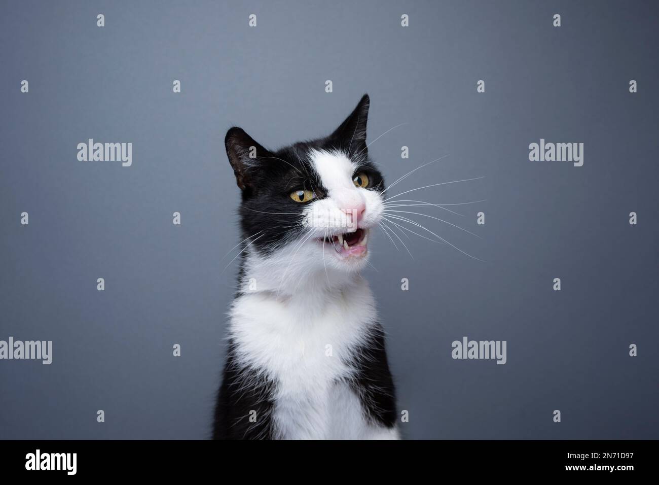 tuxedo chat faire un visage drôle, mewing sur fond gris avec l'espace de copie Banque D'Images