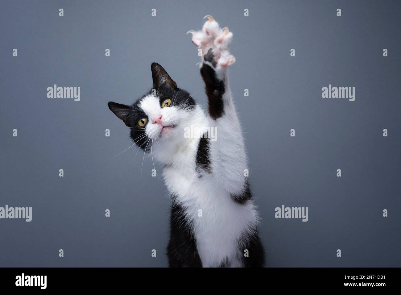 tuxedo ludique chat levant patte montrant des griffes sur fond gris avec espace de copie Banque D'Images