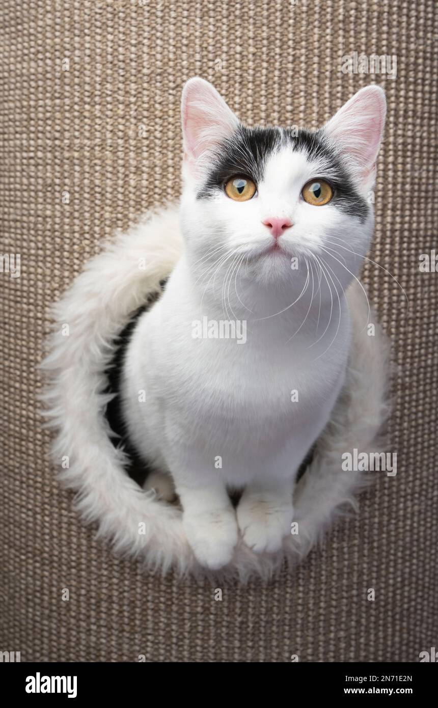 joli chat blanc noir à l'intérieur d'un canon à rayures en sisal en regardant l'appareil photo curieusement Banque D'Images