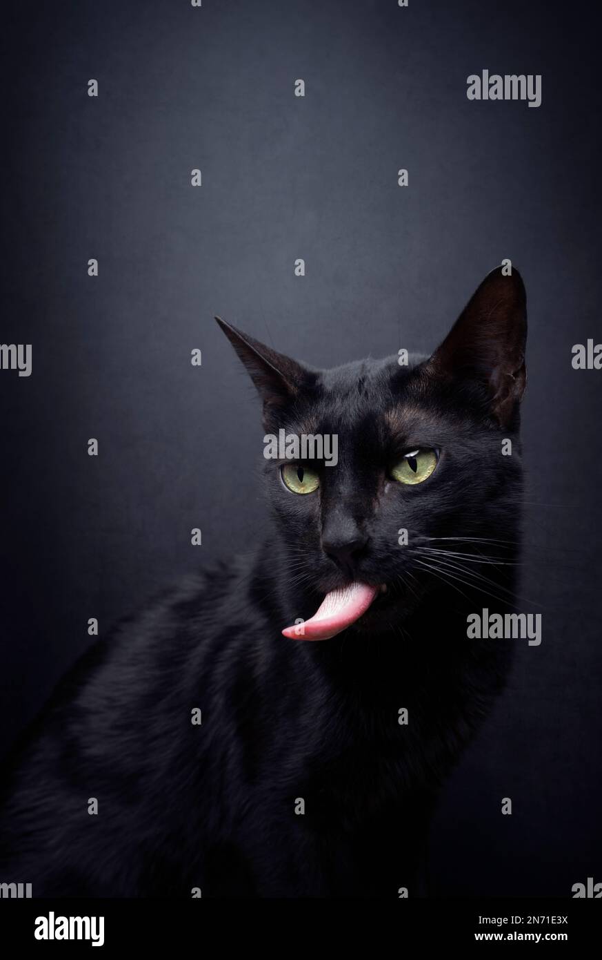 chat noir espiègle collant sur une longue languette sur fond noir avec espace de copie Banque D'Images