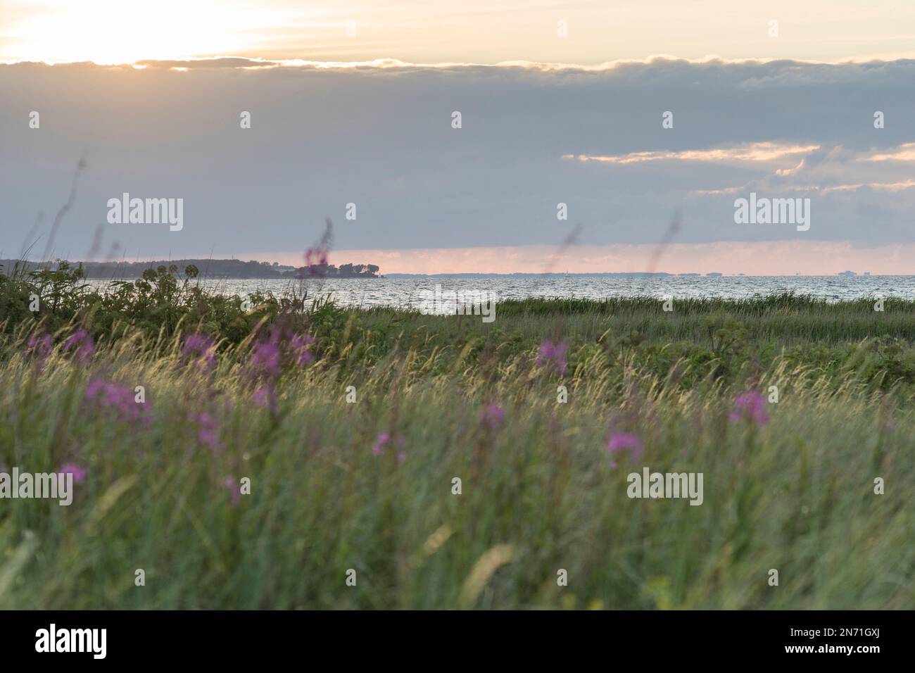 Mer, plage, prairie, herbes, fleurs, Mer Baltique, Nuageux, nature, fjord de Kiel Banque D'Images