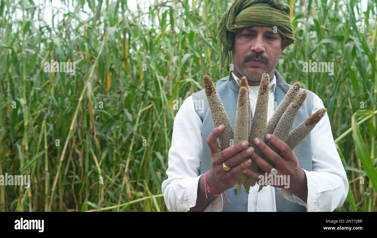 Agronome inspectant le développement des plantes d'orge sur le terrain, gros plan de la main de fermier mâle touchant doucement l'oreille de millet. Banque D'Images