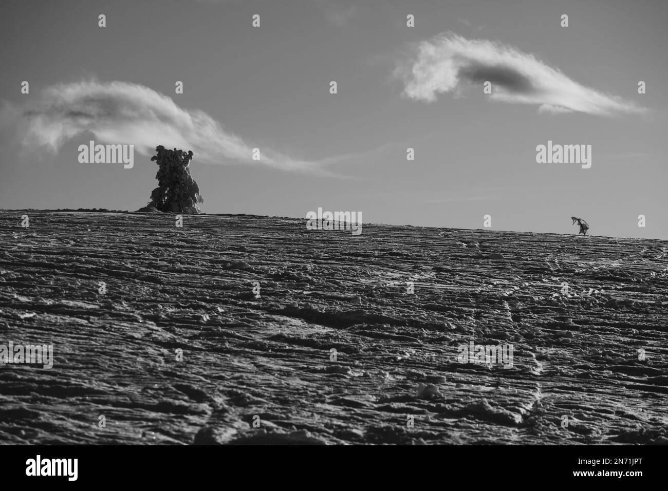 Terre enneigée déserte avec un arbre lourd recouvert de neige et deux nuages semblables à des animaux qui s'ensuivent. Banque D'Images