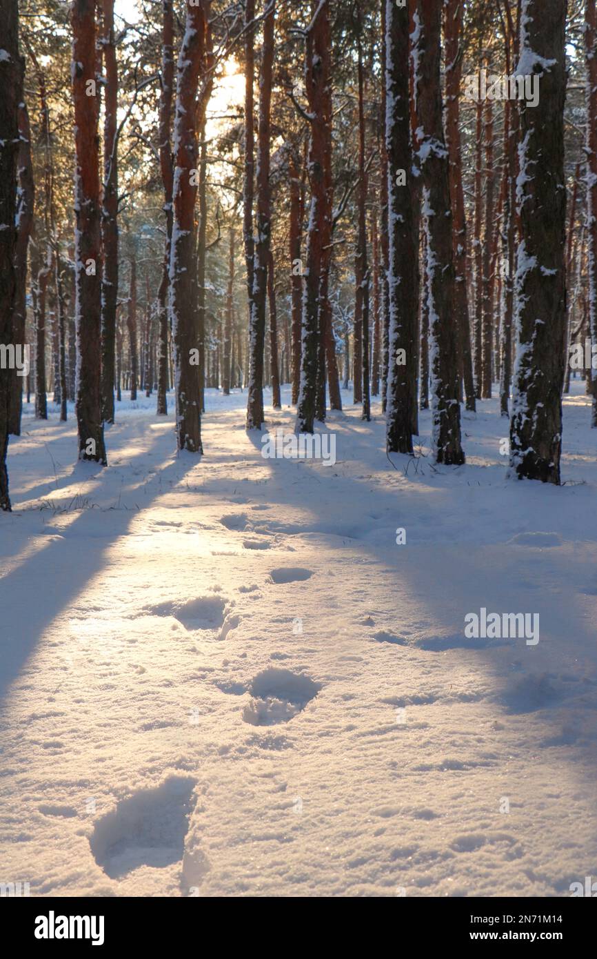 Empreintes de pieds dans une forêt enneigée d'hiver au lever du soleil Banque D'Images
