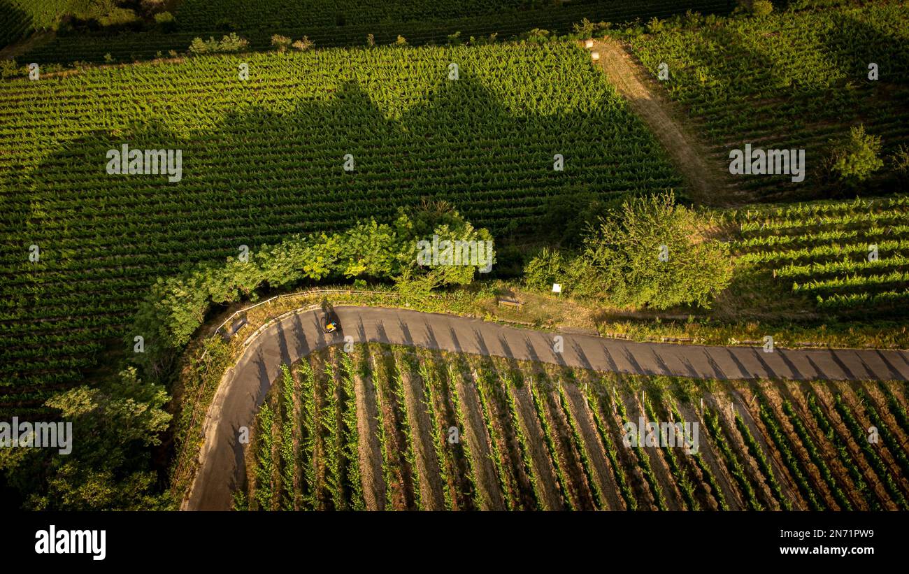 Cycliste dans les vignobles du Tuniberg près de Fribourg. Banque D'Images