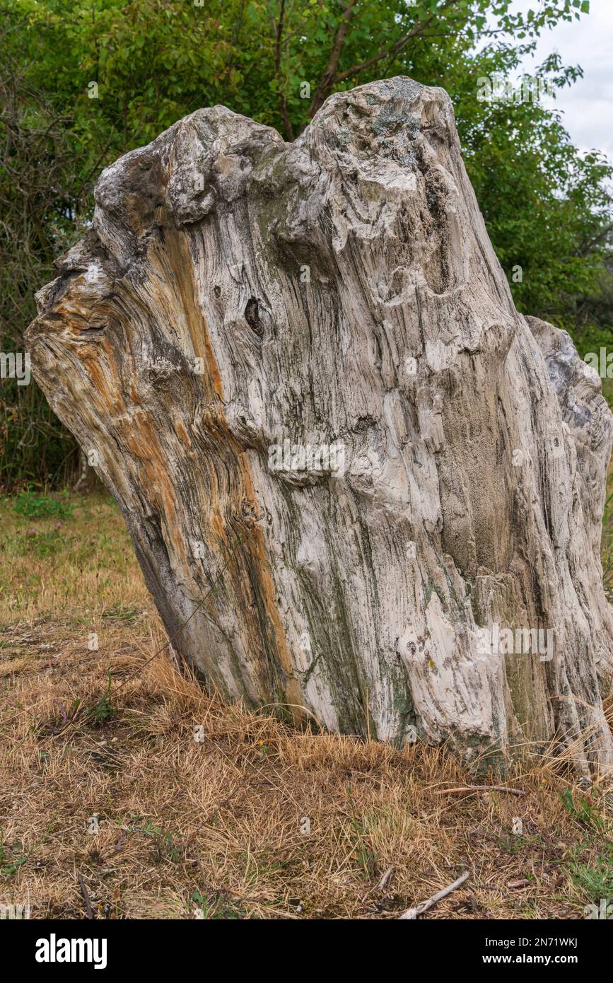 Bois de Zwenkau, bois pétrifié, dendrolite Banque D'Images