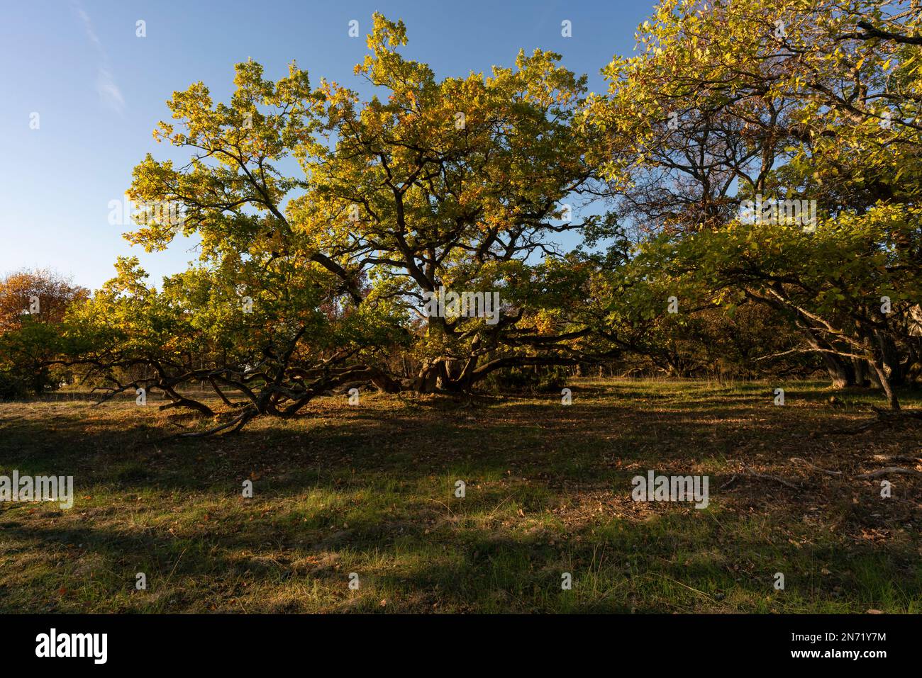 Coucher de soleil sur la forêt de heath steppe à Hohhafter Berg près de Gössenheim et Karsbach dans la réserve naturelle de Ruine Homburg, Basse-Franconie, Franconie, Bavière, Allemagne Banque D'Images