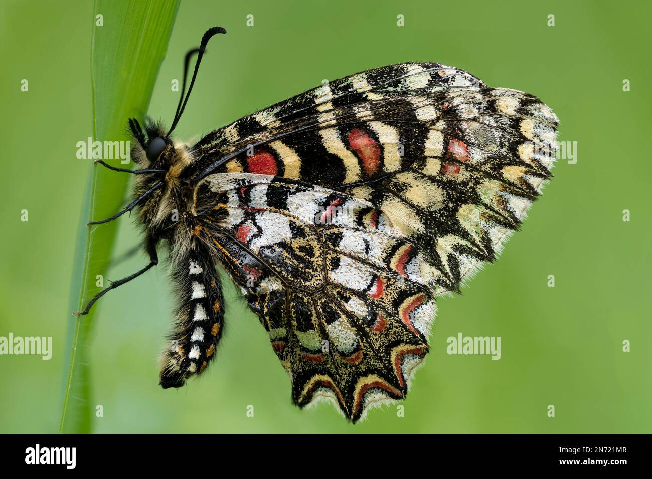 Papillon à feston espagnol, Zerynthia rumina, papillon à queue d'oiseau, Papilionidae, lame d'herbe, ailes fermées, sous les ailes. Banque D'Images