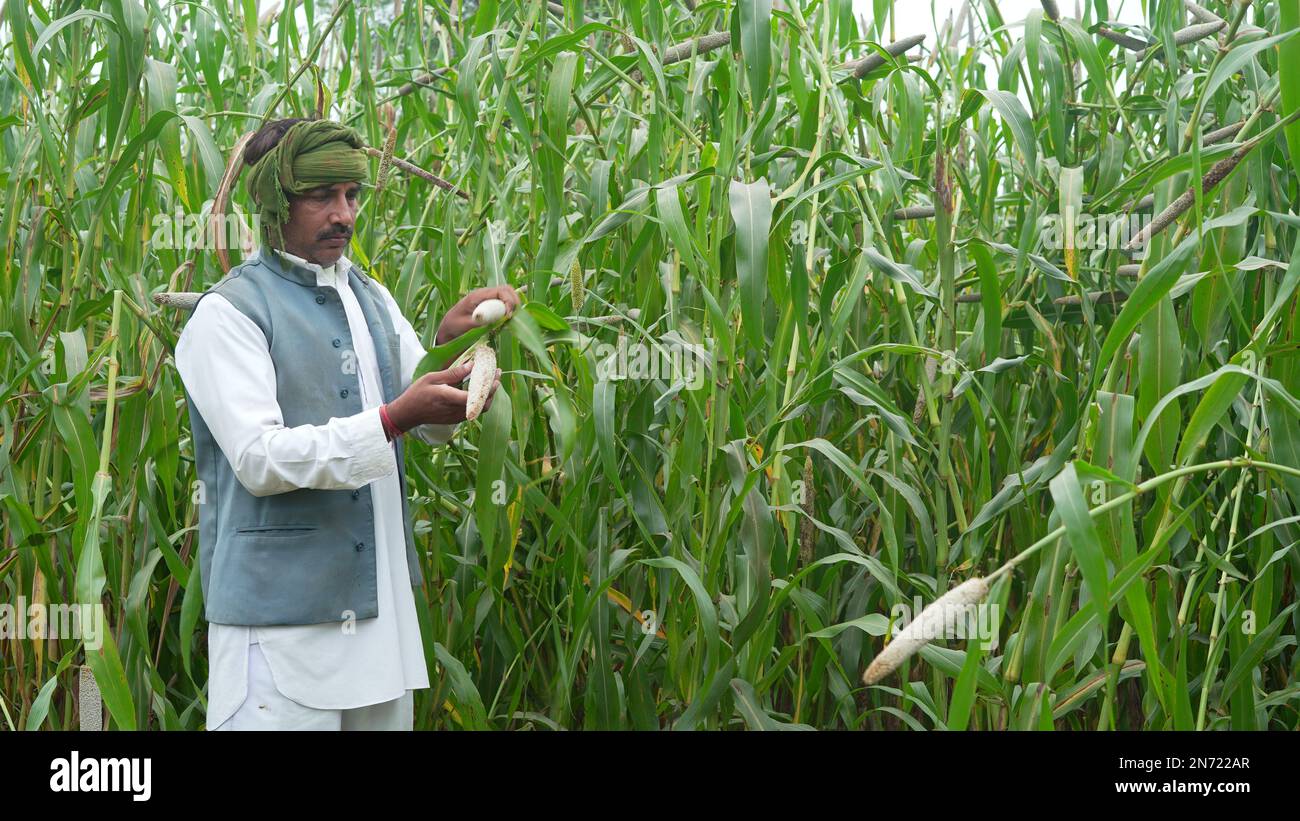 Agronome inspectant le développement des plantes d'orge sur le terrain, gros plan de la main de fermier mâle touchant doucement l'oreille de millet. Banque D'Images