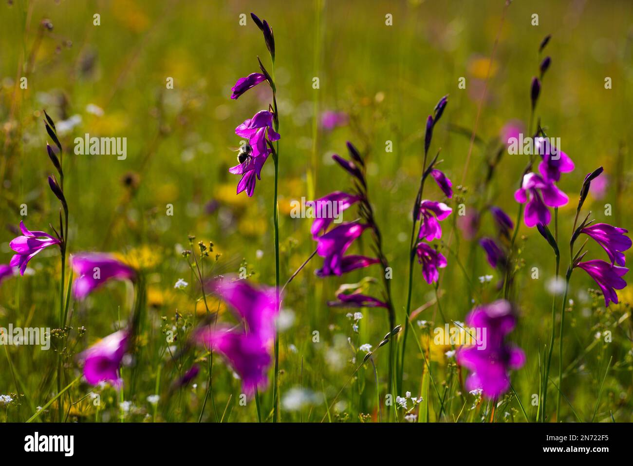 marsh gladiolus, Gladiolus palustris, Banque D'Images