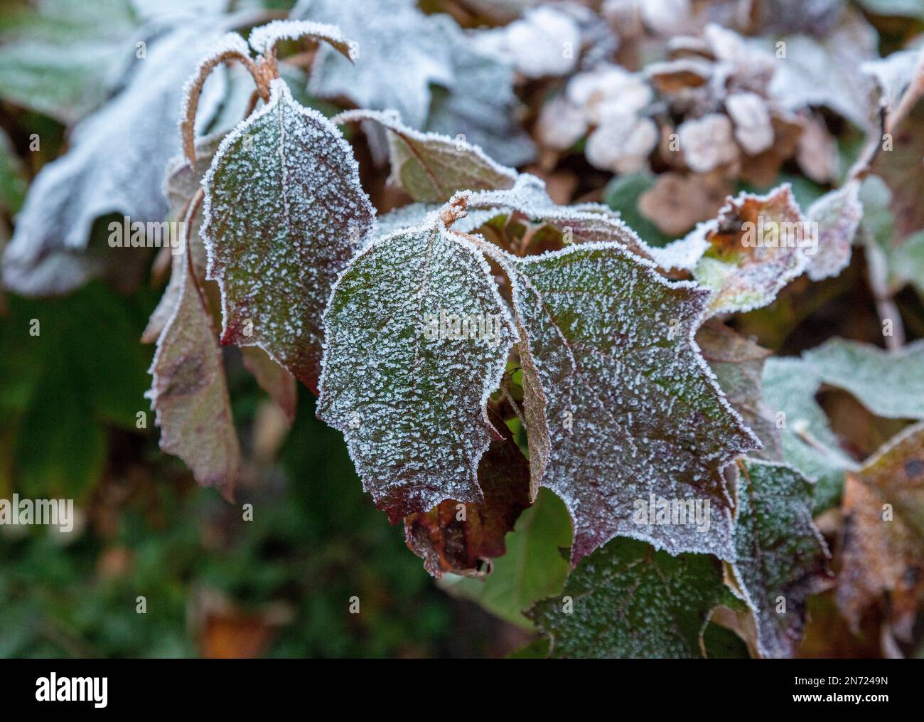 Nature, saisons, automne, couleurs d'automne, hiver, Froid, monde végétal, flore, feuilles couvertes de hoarfrost, hortensia à feuilles de chêne, Hytensia quercifolia Banque D'Images