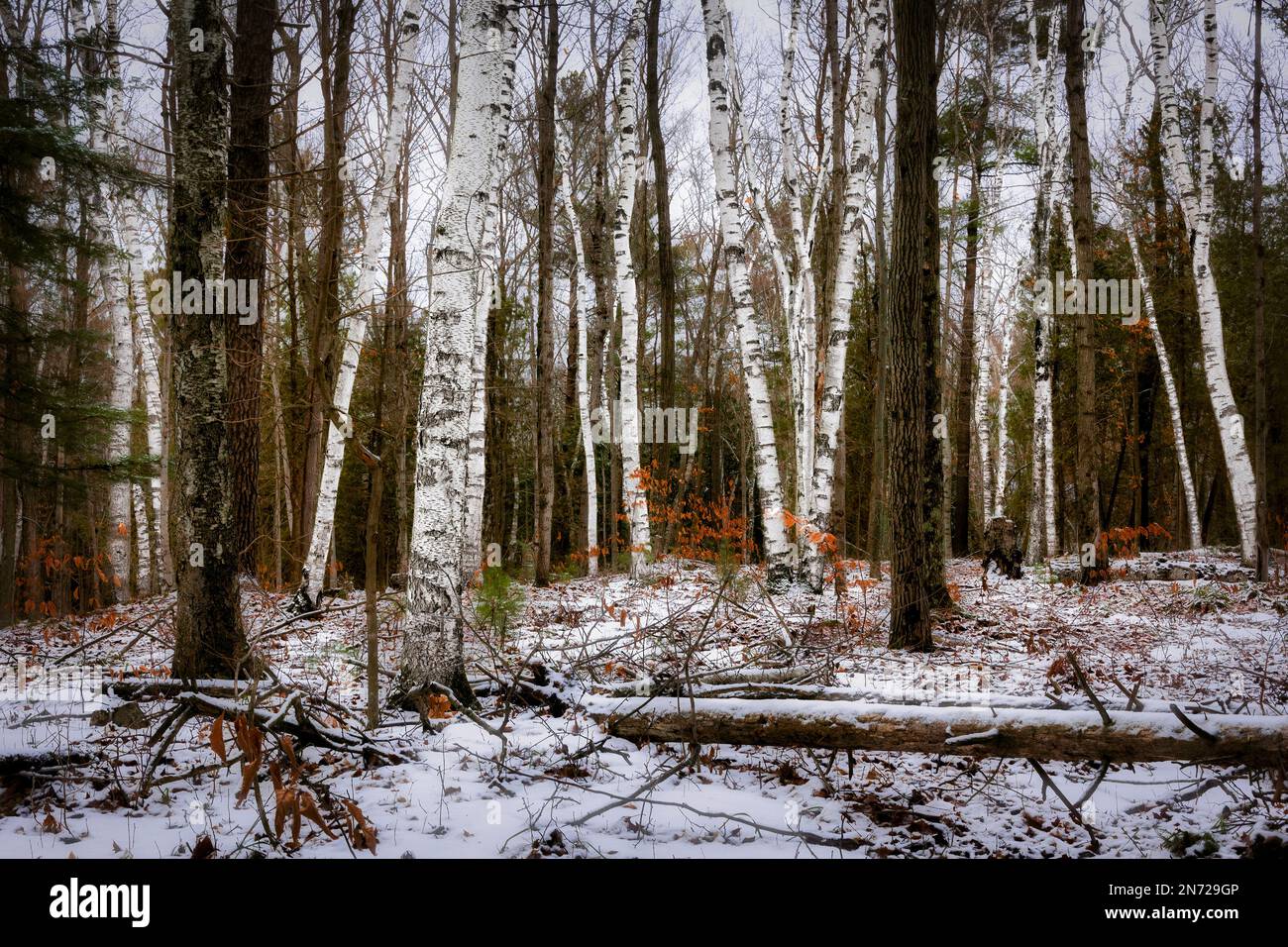 Les bouleaux de la neige couvraient la forêt de Potawatomi près de Sturgeon Bay, Wisconsin. Banque D'Images