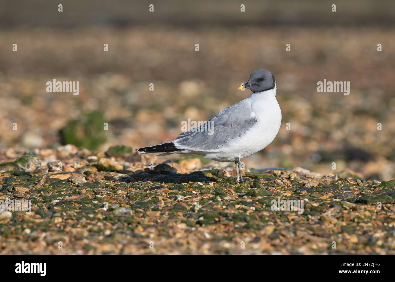 Le crâne de Sabine (Xema sabini) sur le littoral se mêle à marée basse. L'espèce est un visiteur rare au Royaume-Uni. Banque D'Images