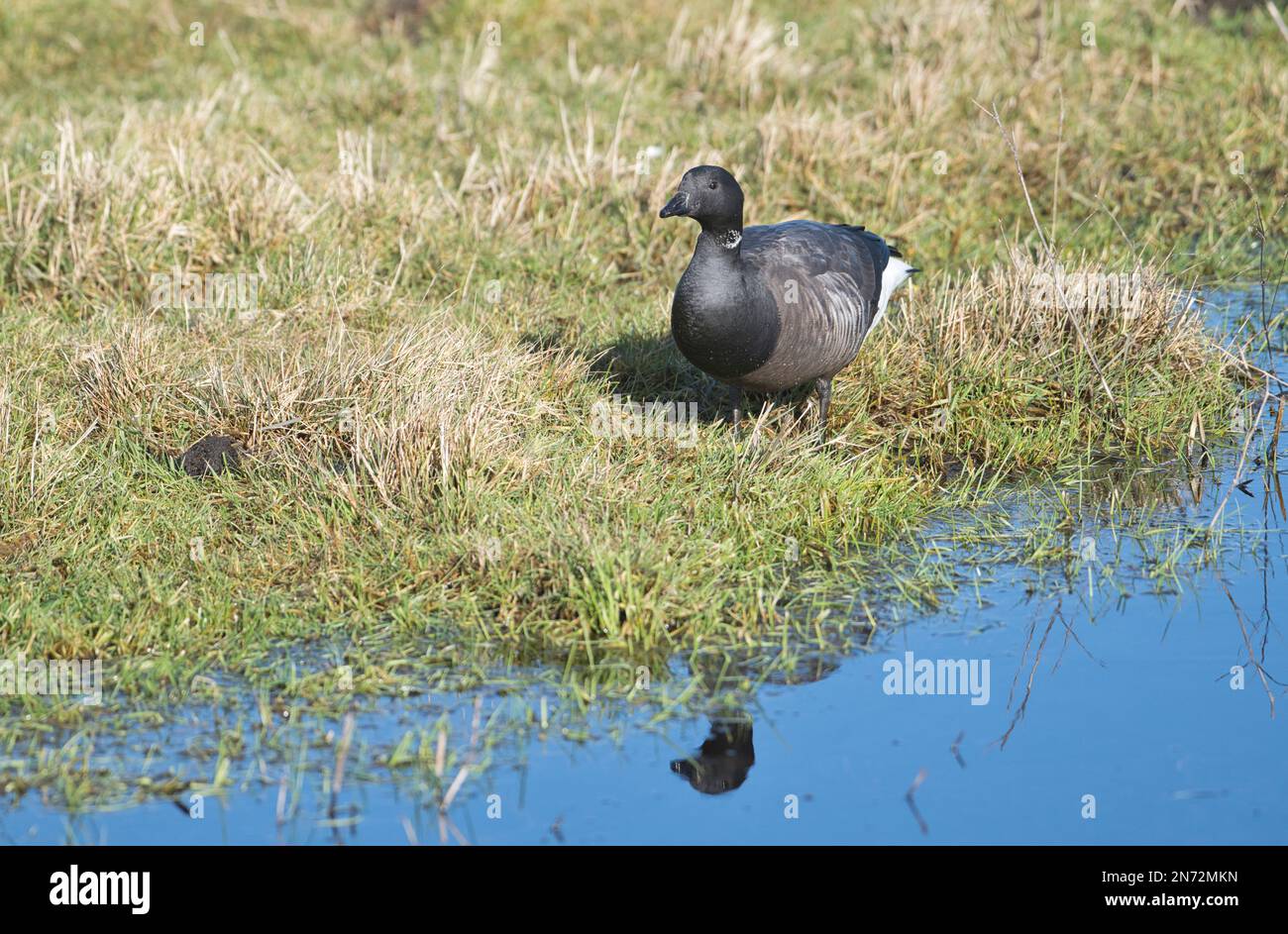 Brent Goose (Branta bernicla) au bord de l'eau dans un champ herbacé Banque D'Images