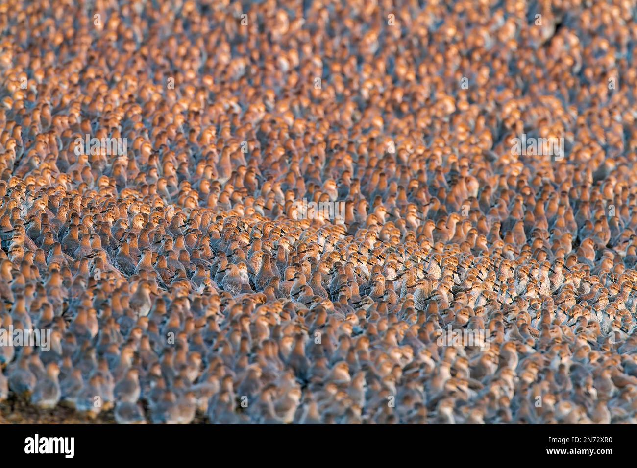 Nœud rouge, Calidris canutus, roosting de grand troupeau à marée haute, Snettisham, Norfolk, Angleterre, Royaume-Uni Banque D'Images