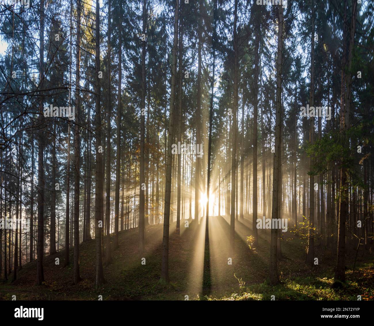 Sulovske skaly (Sulov Rocks), forêt, arbres, rayons du soleil à travers la brume matinale en Slovaquie Banque D'Images