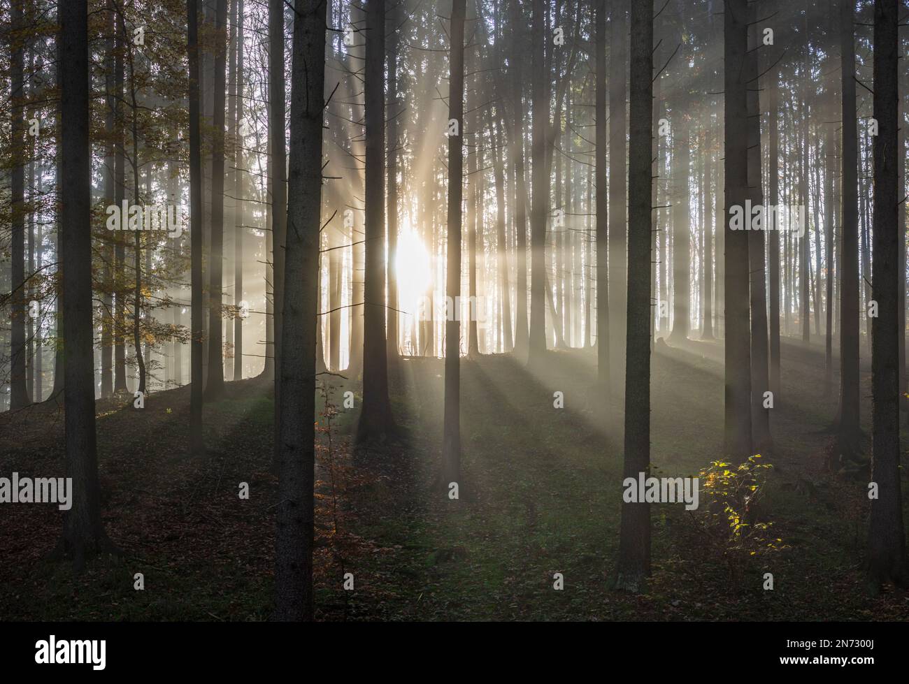 Sulovske skaly (Sulov Rocks), forêt, arbres, rayons du soleil à travers la brume matinale en Slovaquie Banque D'Images
