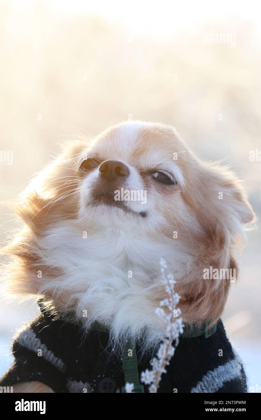 Joli petit chien à l'extérieur le matin d'hiver. Météo enneigée Banque D'Images