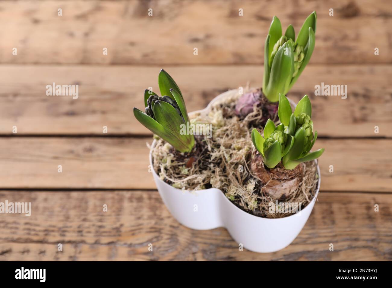 Plantes de jacinthe en pot sur une table en bois. Espace pour le texte  Photo Stock - Alamy