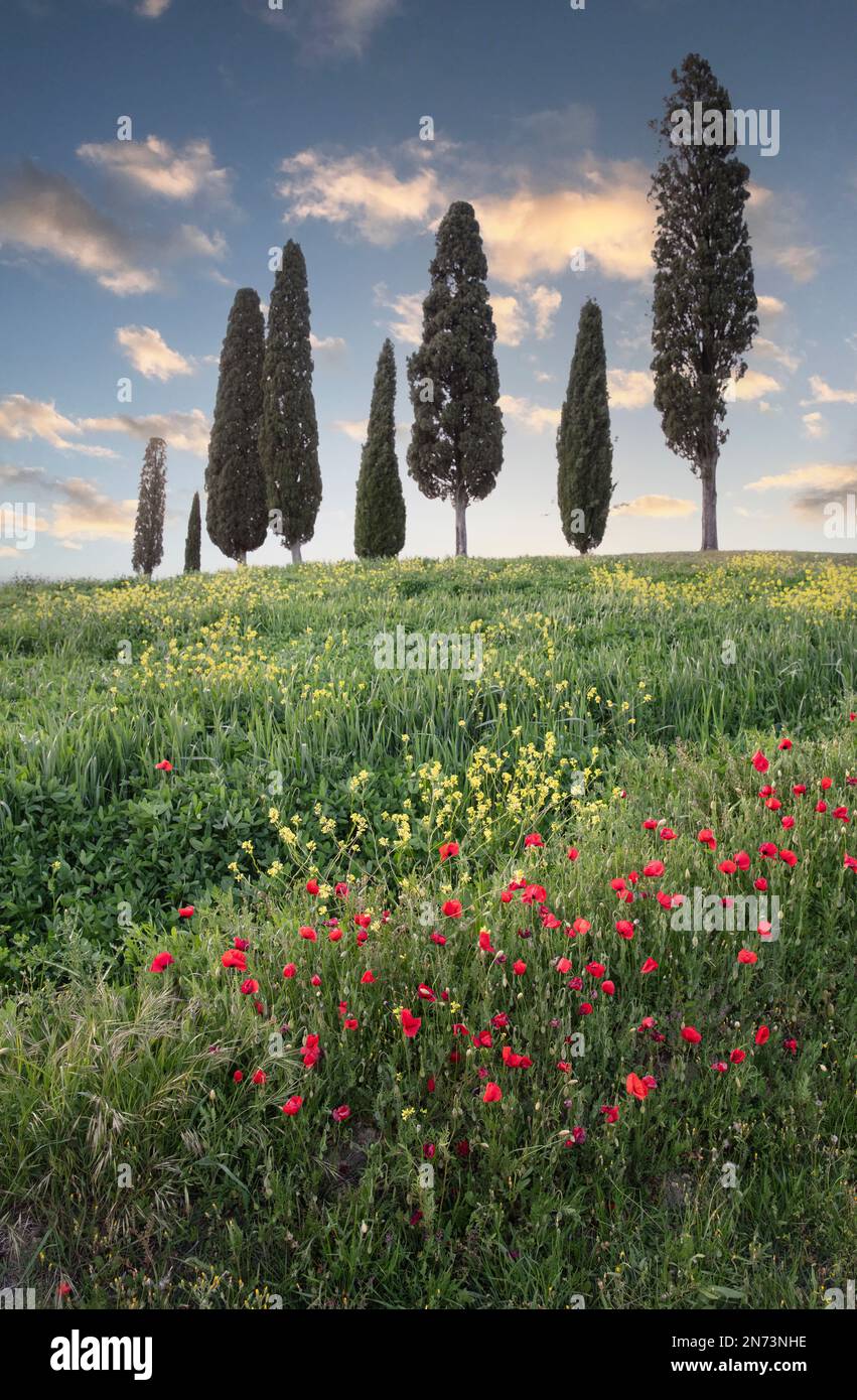 Italie, Toscane, culture, arbres, cyprès, coquelicots Banque D'Images