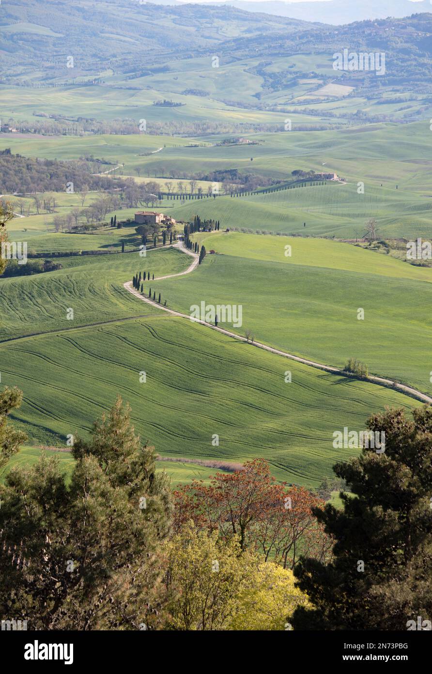 Italie, Toscane, paysage culturel, arbres, cyprès, agriculture, Banque D'Images