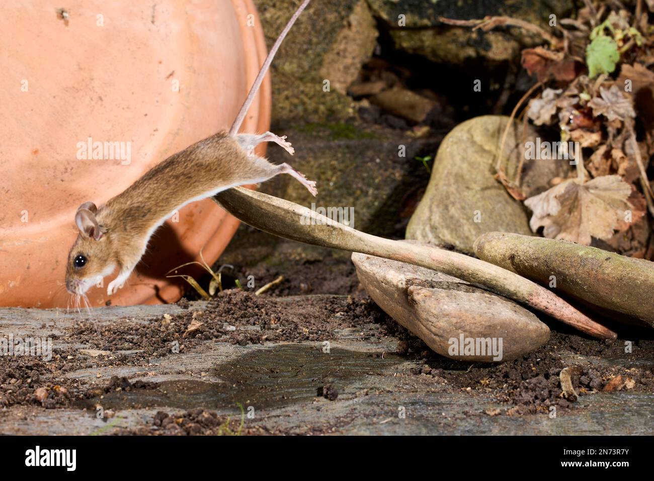 Souris, souris en bois, souris à col jaune, Apodemus flavicollis Banque D'Images