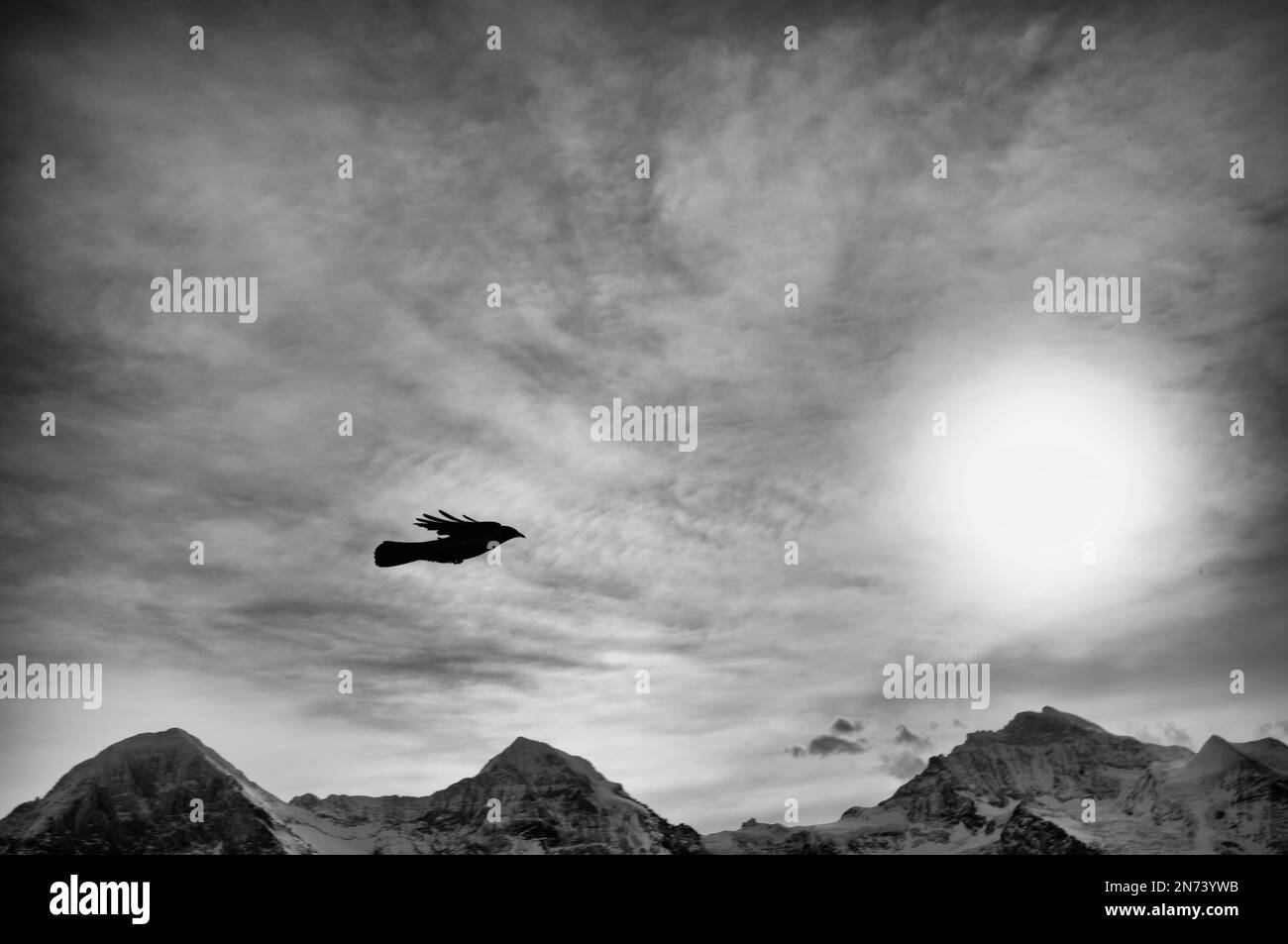 Crow survolant les sommets de Eiger, Mönch et Jungfrau, Grindelwald, canton de Berne, Suisse Banque D'Images