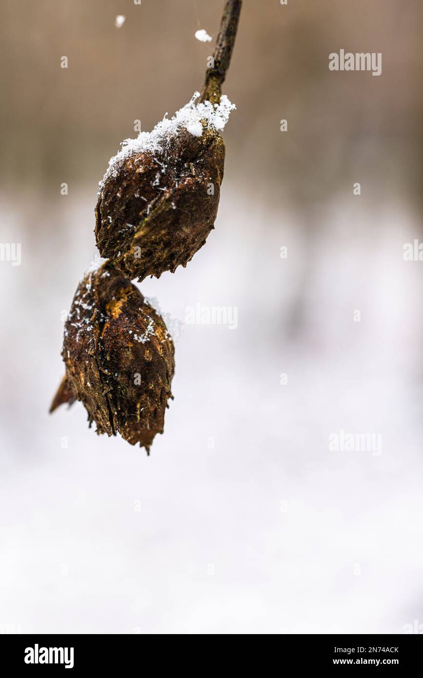 Des beechnuts sont suspendus sur une branche, recouverts de cristaux de neige Banque D'Images