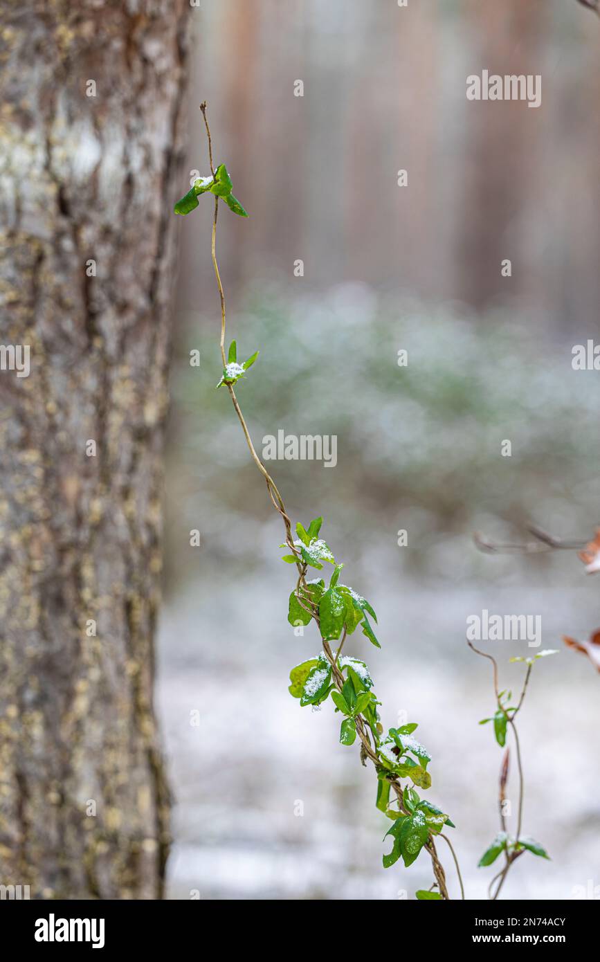 Promenade en forêt, plante couverte de cristaux de neige Banque D'Images