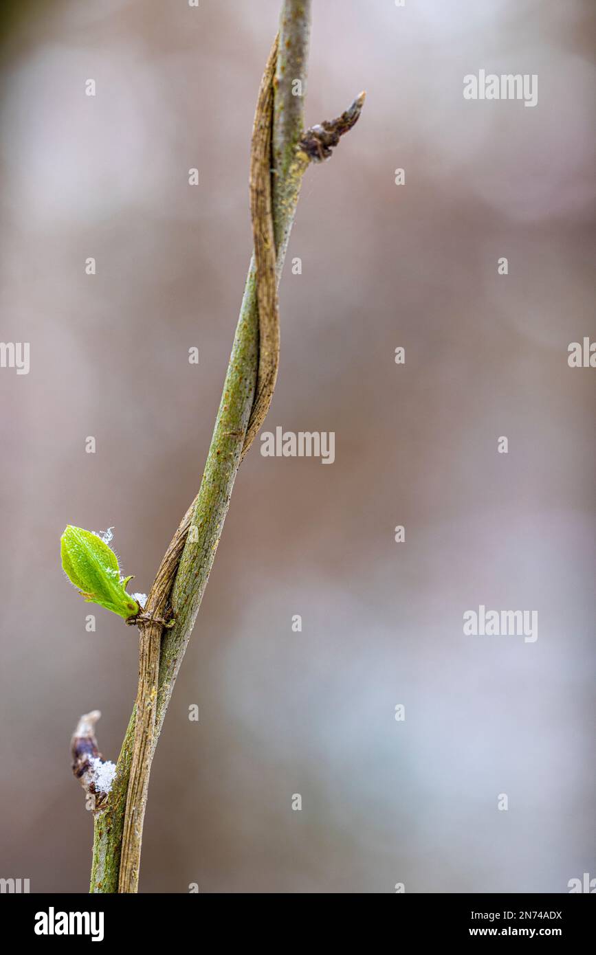 Promenade en forêt, plante couverte de cristaux de neige Banque D'Images