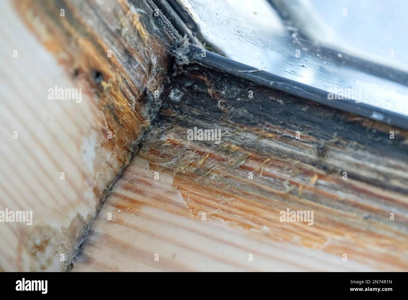 Condensation conséquences de la précipitation à l'intérieur d'une fenêtre de toit en bois Banque D'Images