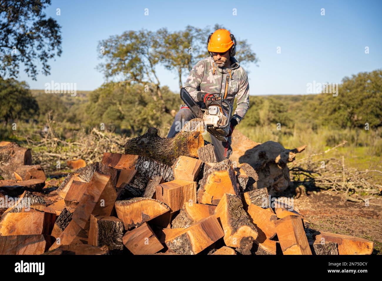 homme coupant du bois de chauffage de chêne avec sa tronçonneuse et sa combinaison de protection, son casque orange et ses gants Banque D'Images