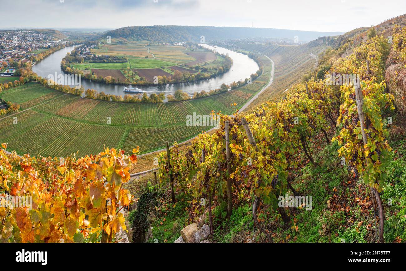 Vue de la Käsberg à la boucle Neckar près de Mundelsheim à la Württemberger Weinstraße, Bade-Wurtemberg, Allemagne Banque D'Images