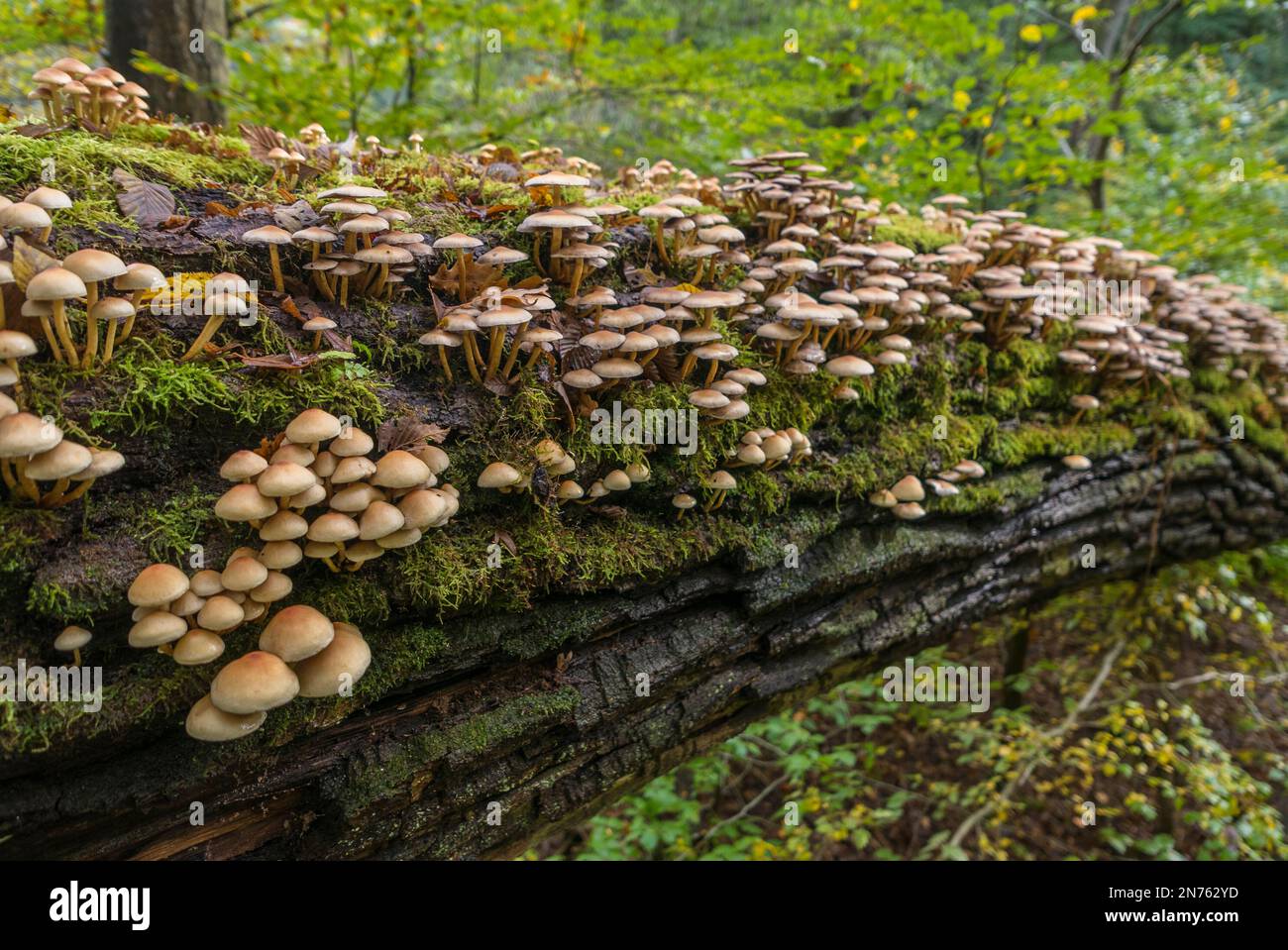 Allemagne, Hesse, forêt de Francfort, forêt de feuillus en automne, champignons, Hypholoma capnoides, tuft de conifères, comestibles Banque D'Images