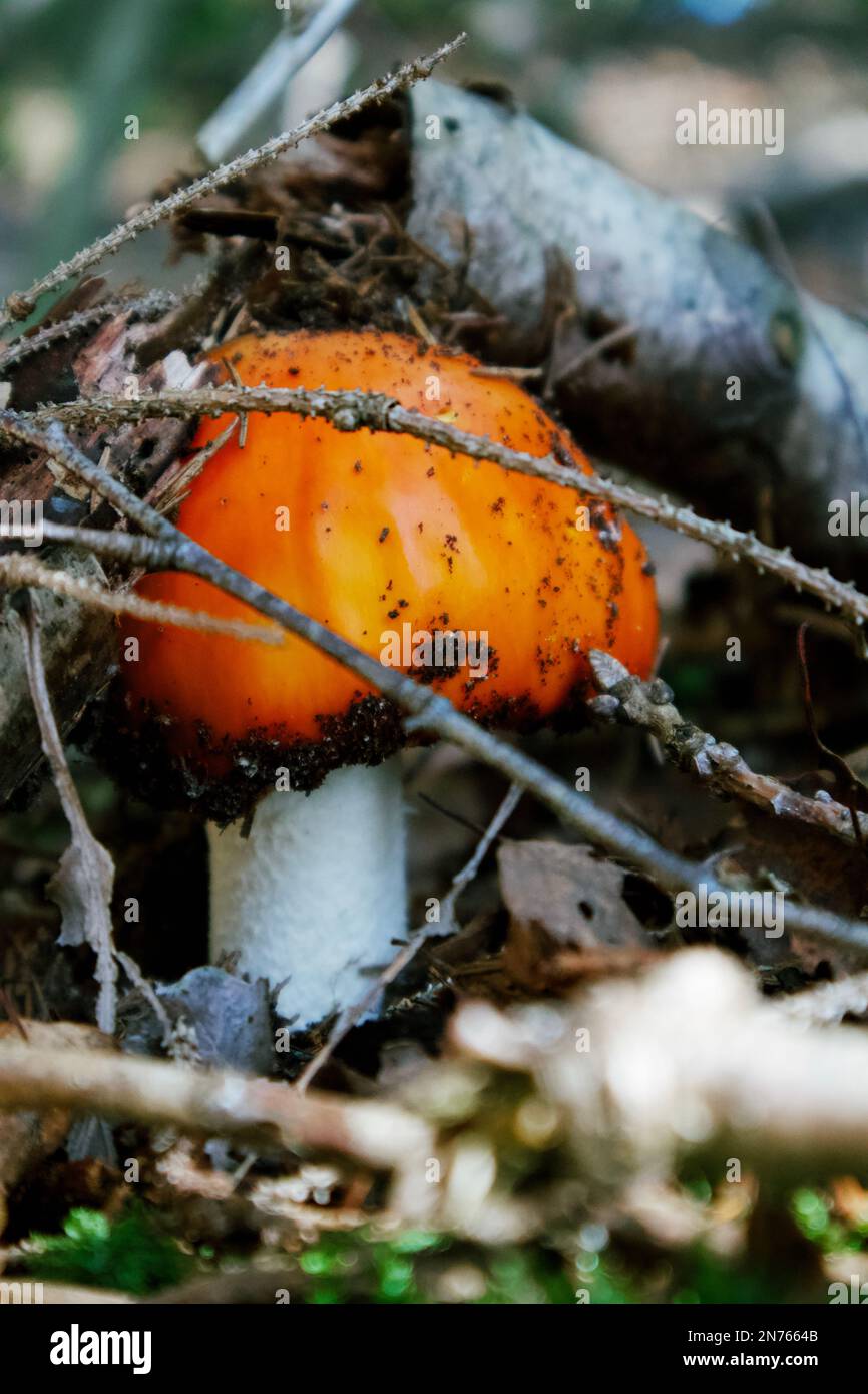 Un champignon forestier sauvage avec un chapeau orange émergeant de la litière forestière et soulevant des feuilles et des brindilles. Banque D'Images