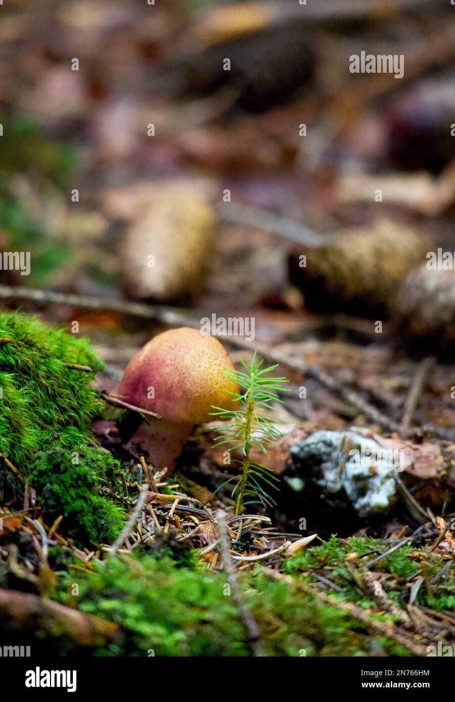 Champignons sauvages. Banque D'Images