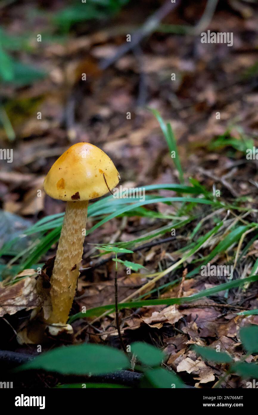 Champignons sauvages. Banque D'Images