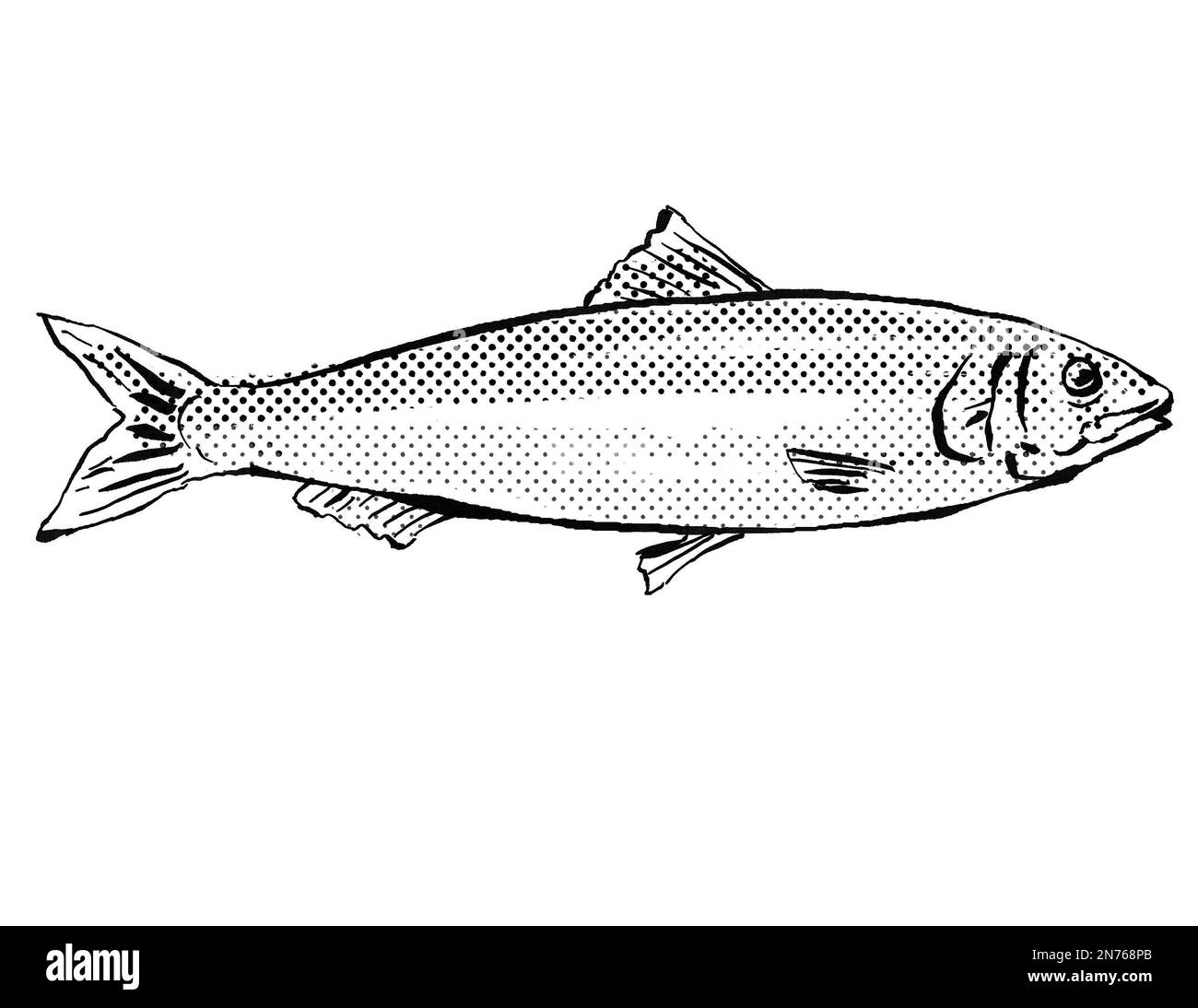 Dessin de style caricaturant d'un pilchard européen ou Sardina pilchardus, un poisson endémique à l'Allemagne et à l'Europe dans l'océan Atlantique avec des points demi-tons sh Banque D'Images