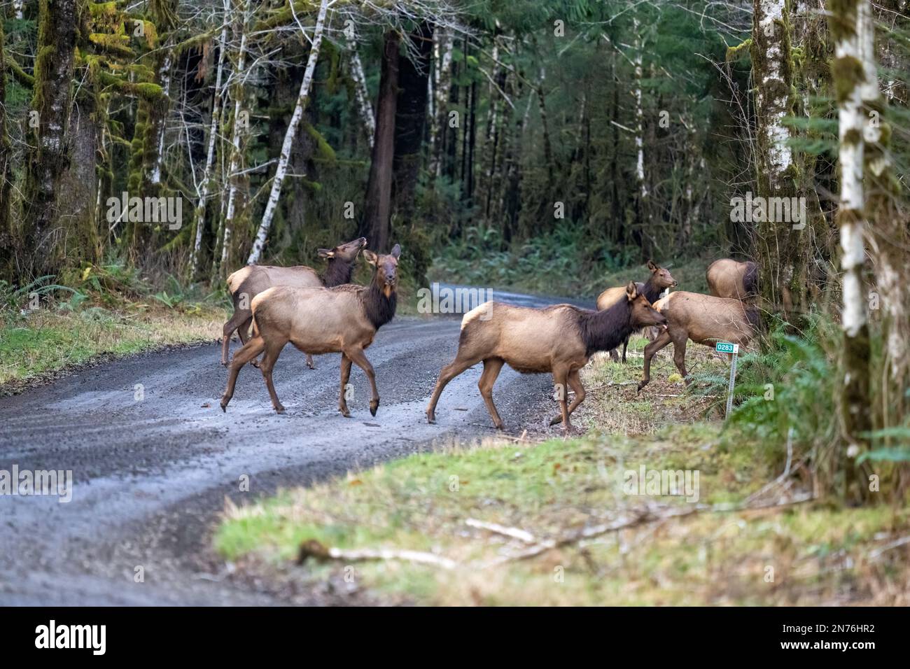 Quinault, Washington, États-Unis. Troupeau de Roosevelt Elk traversant avec prudence une route de terre Banque D'Images