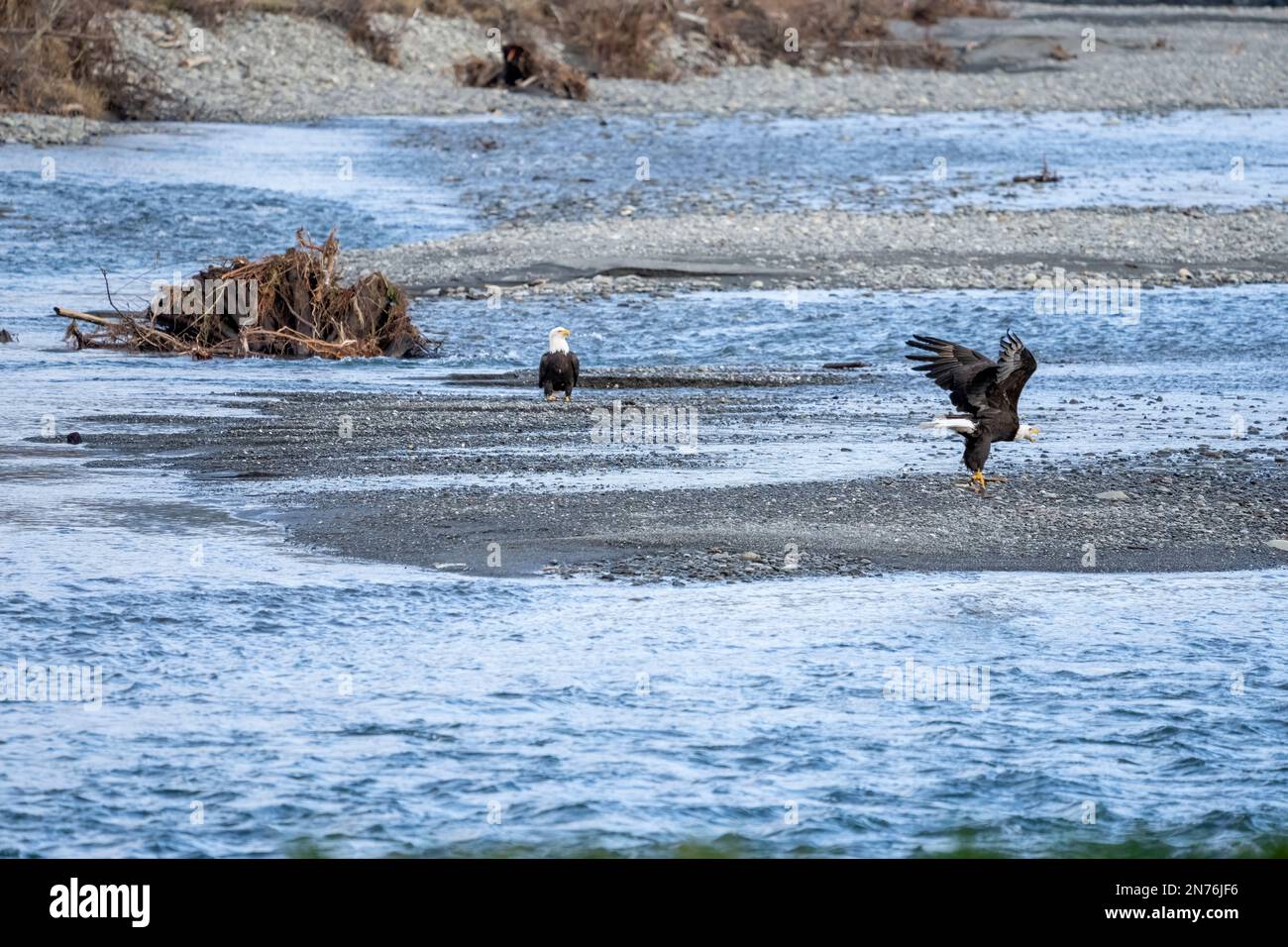 Quinault, Washington, États-Unis. Aigle à tête blanche adulte volant avec un poisson dans ses talons au-dessus de la rivière Quinault. Banque D'Images