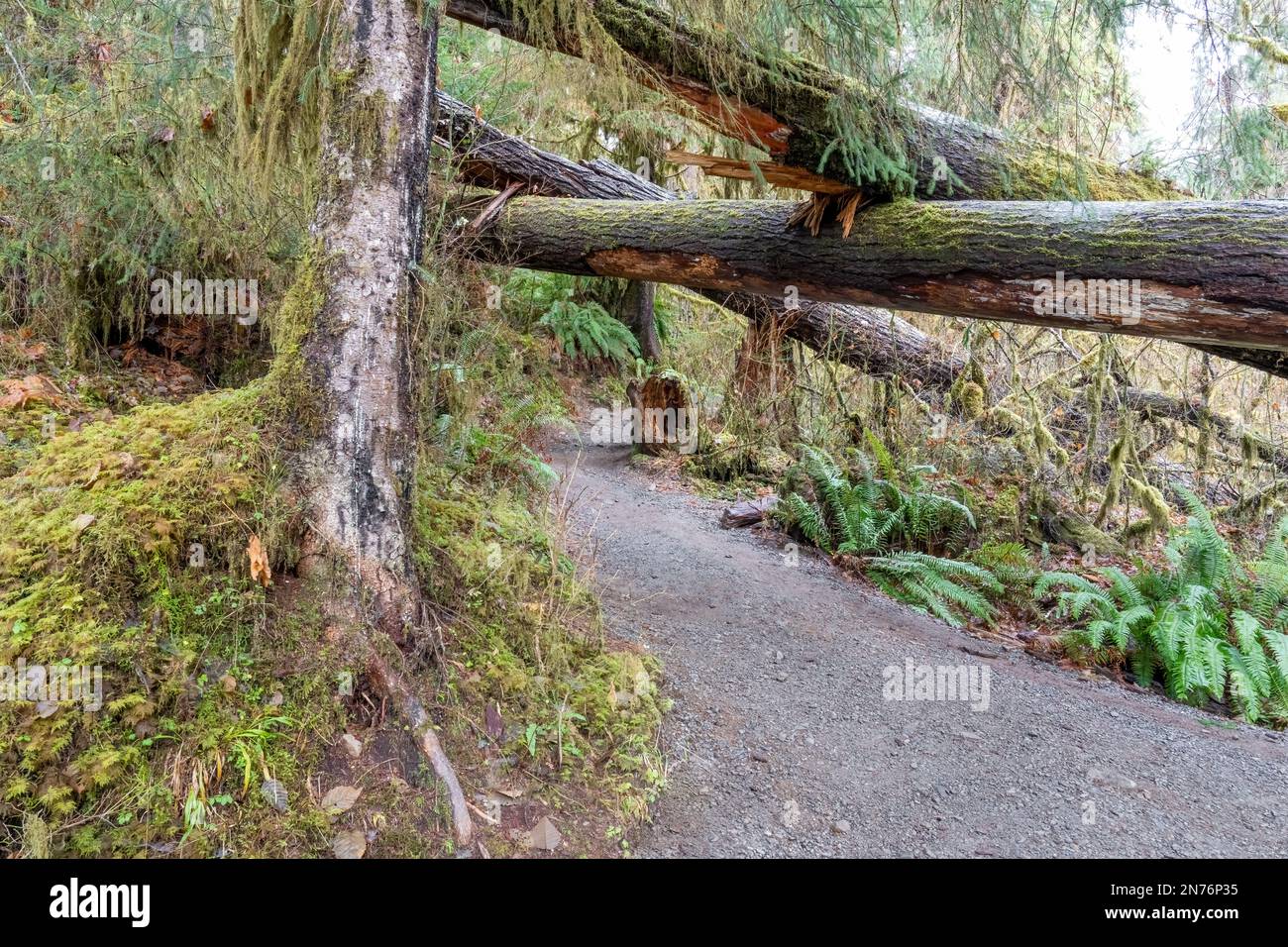 Forêt tropicale HOH, Parc national olympique, Washington, États-Unis. Sentier Hall of Mosses avec arbres tombés au sommet. Banque D'Images