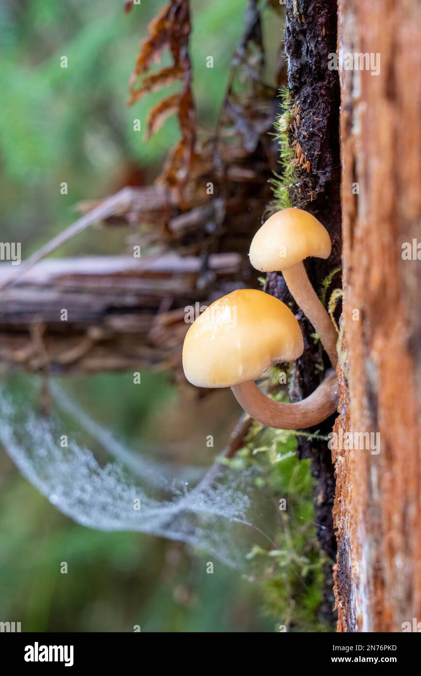 Forêt tropicale HOH, Parc national olympique, Washington, États-Unis. Gros plan de champignons comestibles Hypholoma capnoides poussant d'une souche d'arbre sur le hall de Banque D'Images