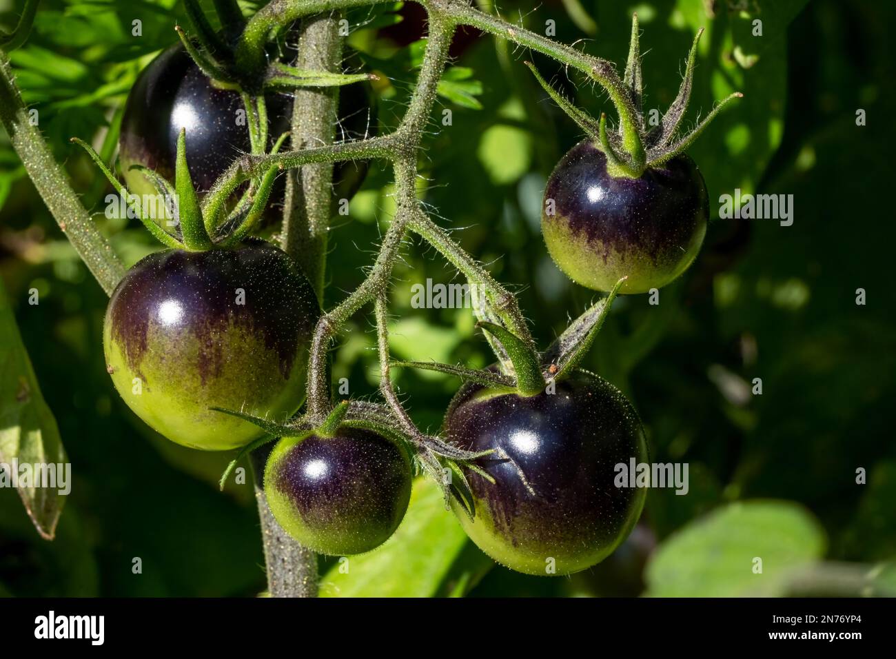 Issaquah, Washington, États-Unis. Collation de tomates cerises à minuit sur la vigne. Banque D'Images