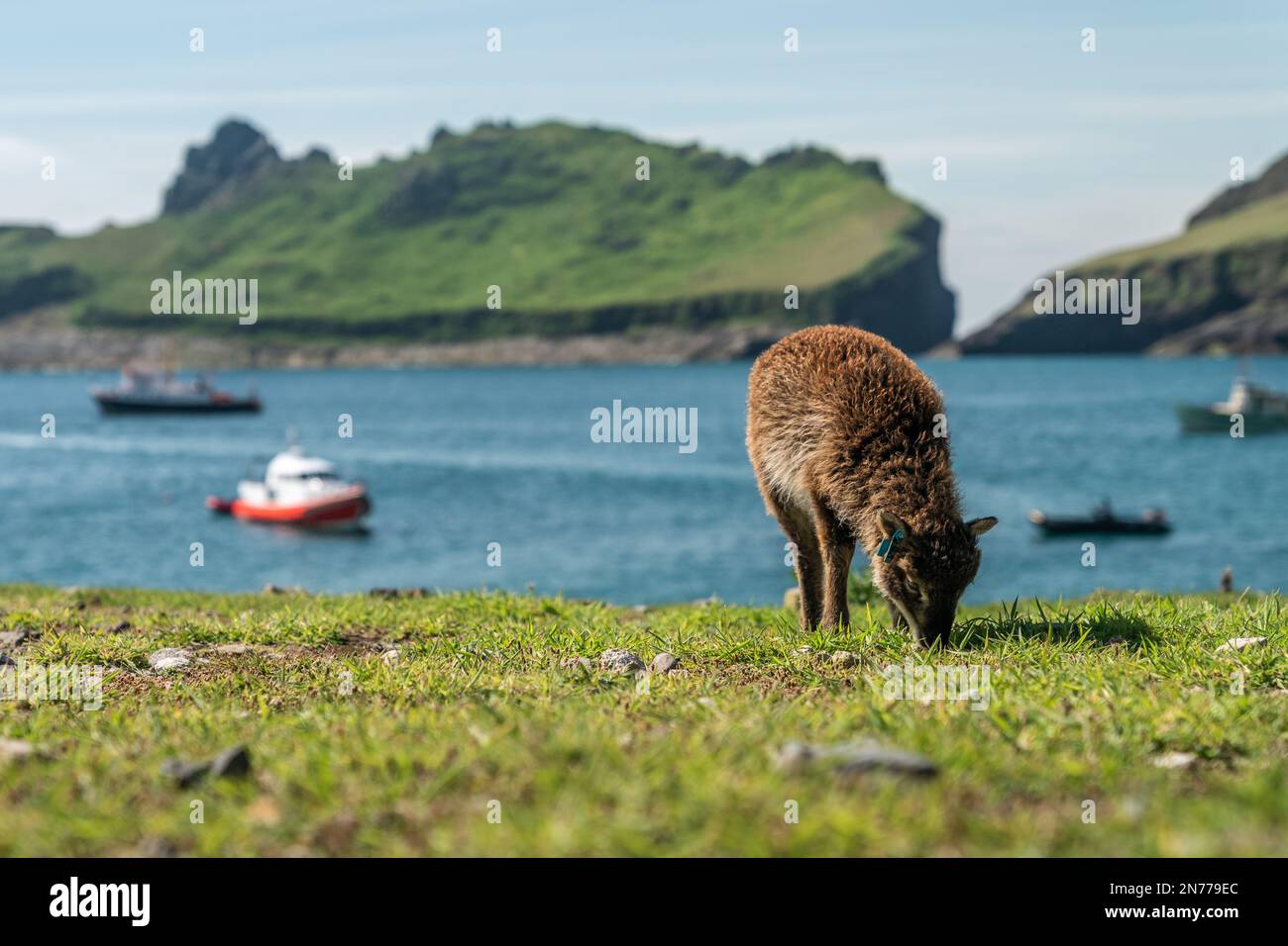 Un jeune mouflon de Soay paître sur l'herbe verte sous le soleil du matin, en face de Village Bay sur hirta, la principale île de St Kilda Banque D'Images