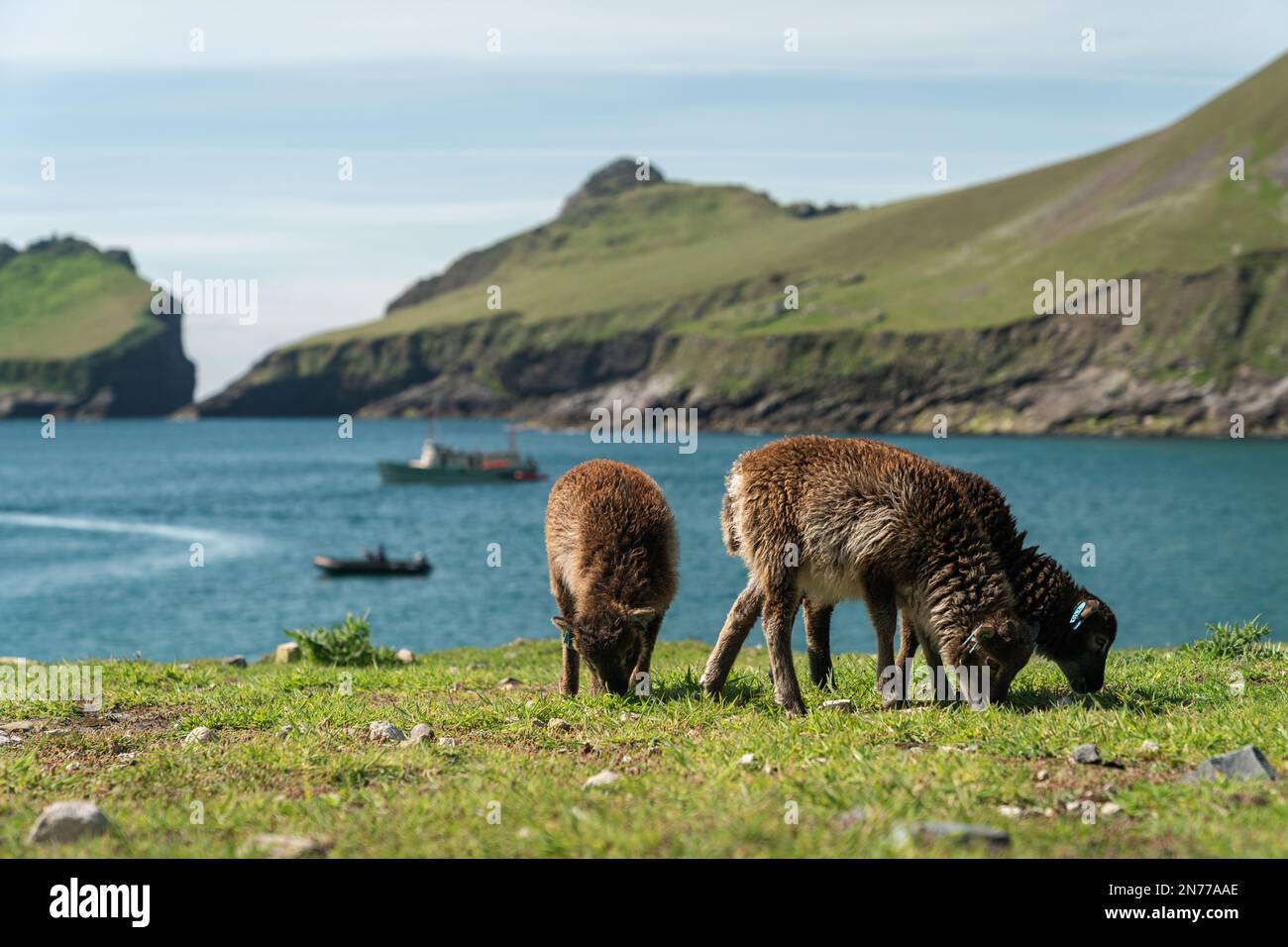 Les jeunes moutons de Soay paissent sur de l'herbe verte sous le soleil du matin, en face de Village Bay sur hirta, l'île principale de St Kilda Banque D'Images